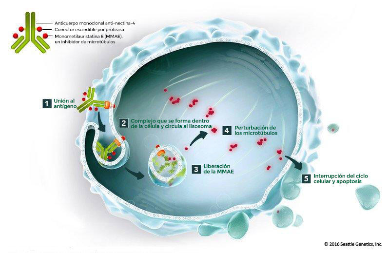 Una ilustración del mecanismo de acción de enfortumab vedotin en las células cancerosas.