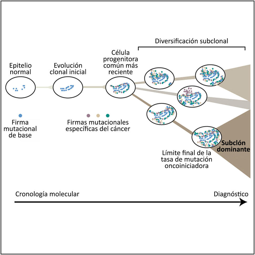 Se observa una ilustración del origen y la acumulación de mutaciones genómicas en tejido a lo largo del tiempo.