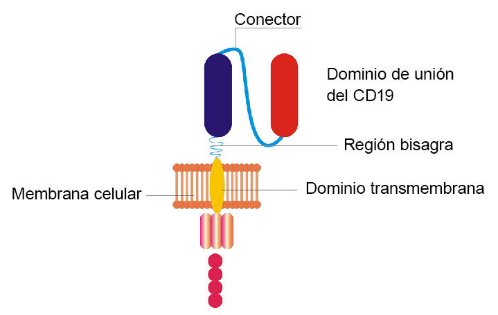 Diagrama de una célula T con CAR en el que se observan los componentes manipulados del receptor.