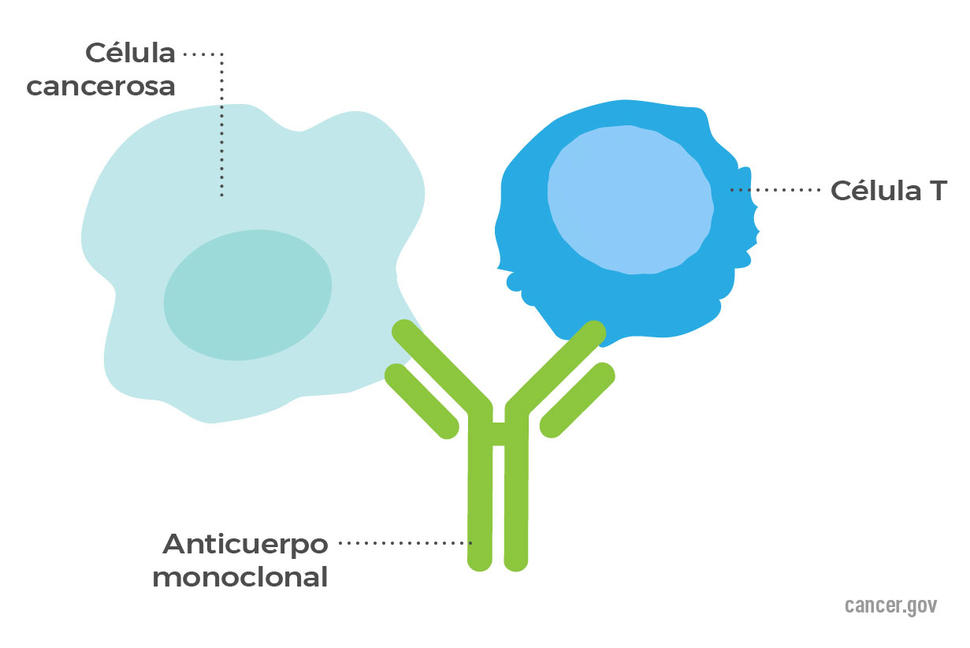 Un anticuerpo monoclonal acerca la célula T a la célula cancerosa