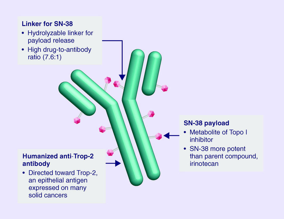 Ilustración del conjugado anticuerpo-fármaco sacituzumab govitecán. Se observa el anticuerpo anti-Trop-2 que se une al medicamento quimioterapéutico SN-38.