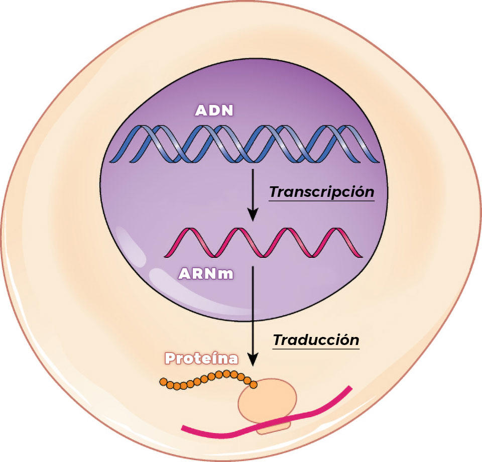 Ilustración que muestra la transcripción de ADN al ARNm y la traducción de ARNm a la síntesis de proteínas