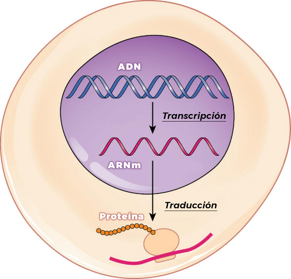 Analisis Del Arn Tumoral Para Mejorar La Medicina De Precision Del Cancer Instituto Nacional Del Cancer