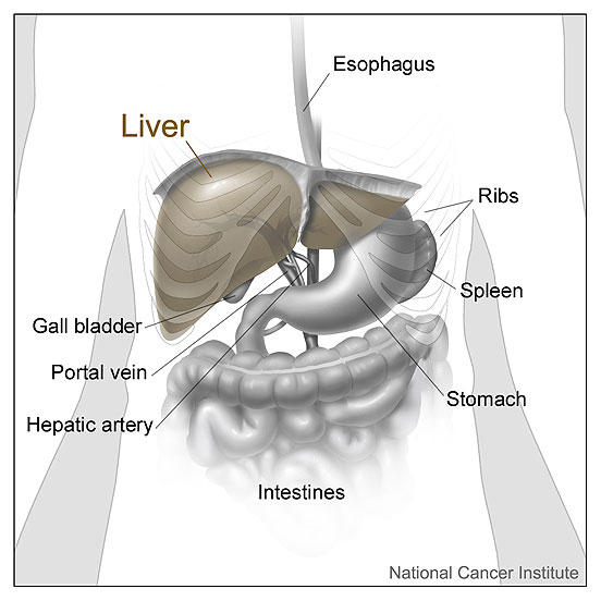 Anatomic illustration of the liver and surrounding organs.
