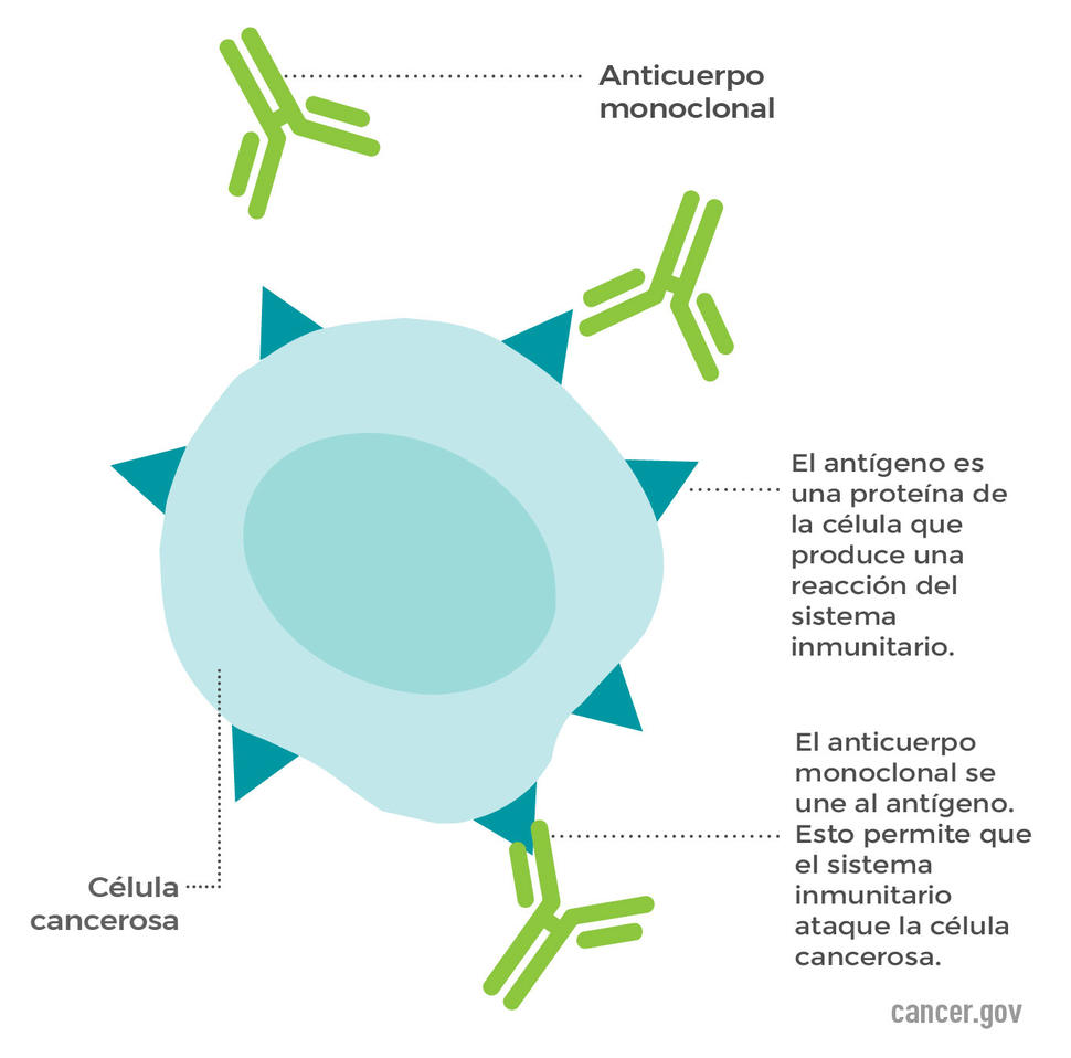 Célula cancerosa con un anticuerpo monoclonal que se une a un antígeno en la superficie celular