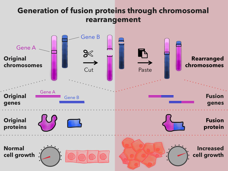 Erzeugung von Fusionsproteinen durch chromosomale Umlagerung