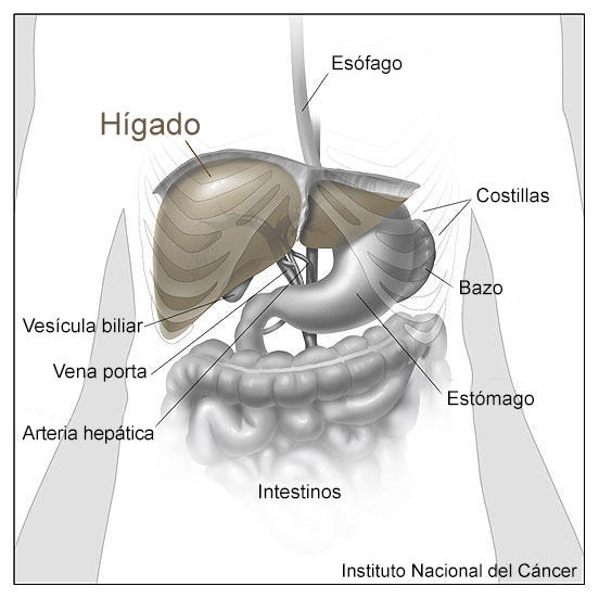 Imagen anatómica del hígado y los órganos que lo rodean.