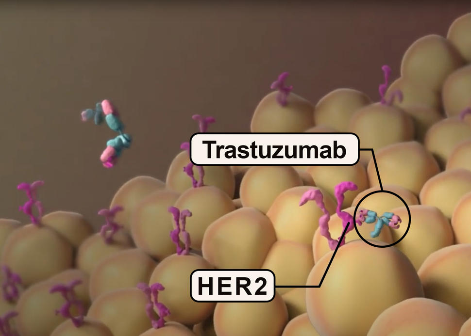 Trastuzumab and HER2