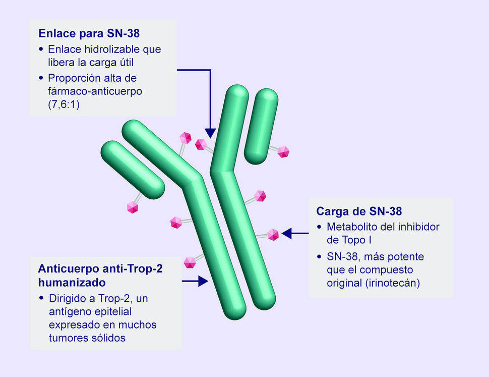 Ilustración del conjugado anticuerpo-fármaco sacituzumab govitecán. Se observa el anticuerpo anti-Trop-2 que se une al medicamento quimioterapéutico SN-38.