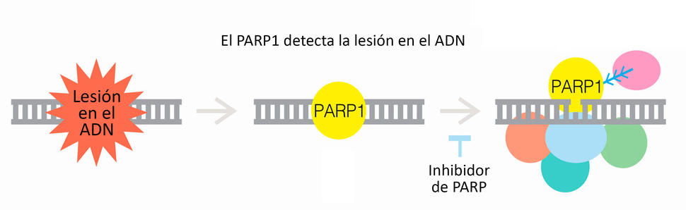 Imagen en la que se observa el funcionamiento de los inhibidores de PARP