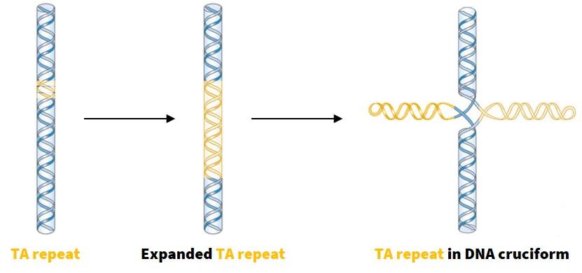 A piece of DNA with a small yellow section. An arrow points to another piece of DNA with a larger yellow section. Another arrow points to a third piece of DNA with the yellow portion forming an X-shape.
