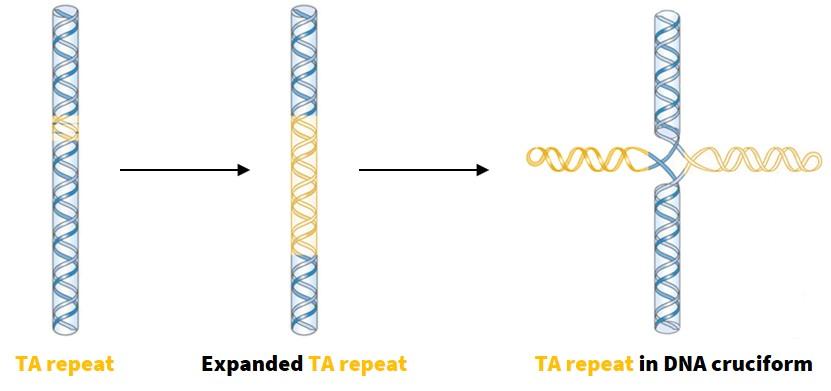 Ein Stück DNA mit einem kleinen gelben Abschnitt. Ein Pfeil zeigt auf ein anderes DNA-Stück mit einem größeren gelben Abschnitt. Ein weiterer Pfeil zeigt auf ein drittes DNA-Stück, wobei der gelbe Teil eine X-Form bildet.