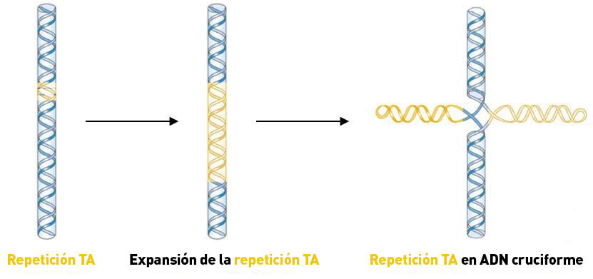 Un trozo de ADN con una sección amarilla pequeña. Se observa una flecha que apunta a otro trozo de ADN con una sección amarilla más grande. Otra flecha apunta a un tercer trozo de ADN con una sección amarilla en forma de cruz.