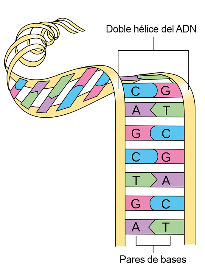 Ilustración de una cadena de ADN que se desenrolla en pares de bases de A-T y G-C.