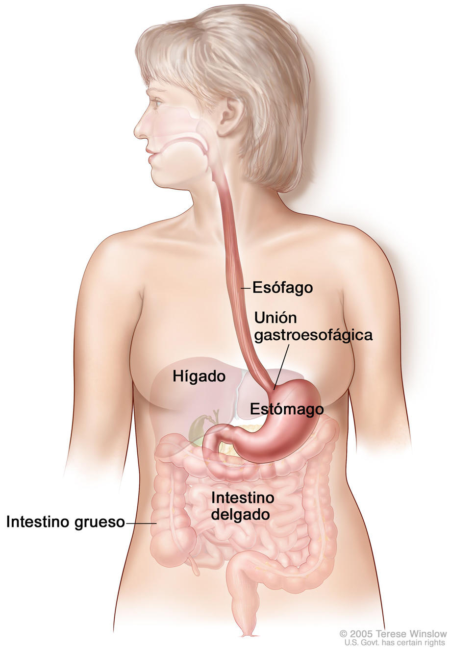 Ilustración anatómica del aparato digestivo.