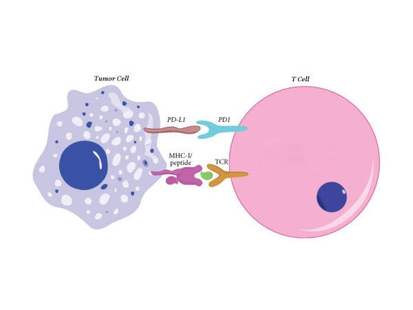 MHC Cancer Cell Interacting with a T-Cell