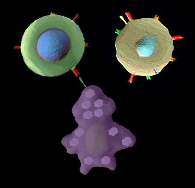 Two T-cells, one of which recognizes a target cell