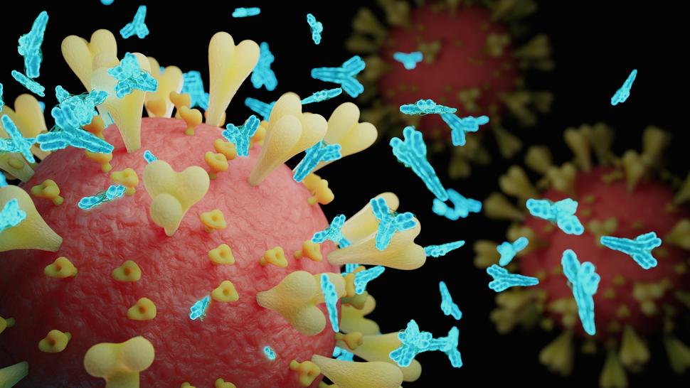 An artist's rendering of a SARS-CoV-2 virus particle showing spike proteins and SARS-CoV-2 antibodies.