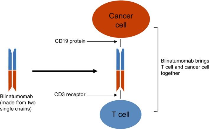 Illustration showing how blinatumomab brings a T cell and cancer cell together.