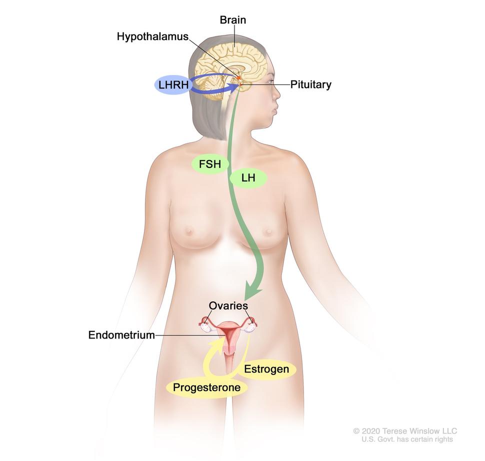 Estrogen and progesterone production in premenopausal women