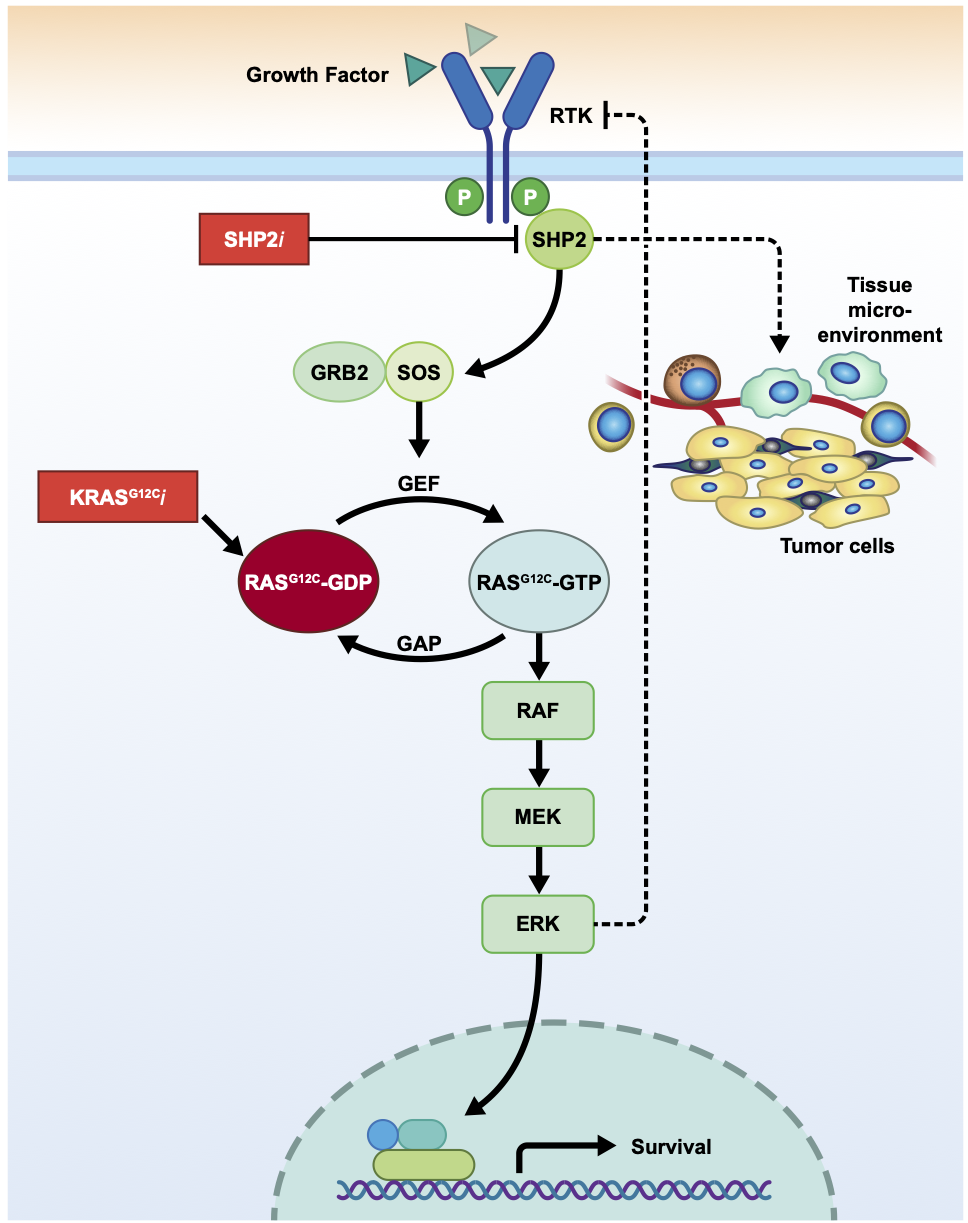 RTKs activate SHP2, which stimulates SOS to activate RAS through the exchange of GDP to GTP. KRAS G12C inhibitors target inactive, GDP-bound KRAS, and are antagonized by SOS activity. The addition of SHP2is leads to a higher accumulation of GDP-bound KRAS G12C and more efficient target engagement by KRAS G12Cis.