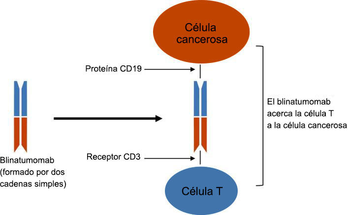 Imagen en la que se muestra cómo el blinatumomab acerca la célula T a la célula cancerosa.