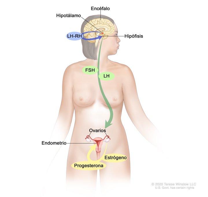 cancer mamar tratament medicamentos)