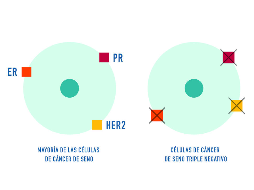 Ilustración de una célula tumoral de cáncer de seno con receptor de estrógeno, receptor de progesterona y proteína HER2, y de una célula idéntica pero sin estos receptores ni proteína.