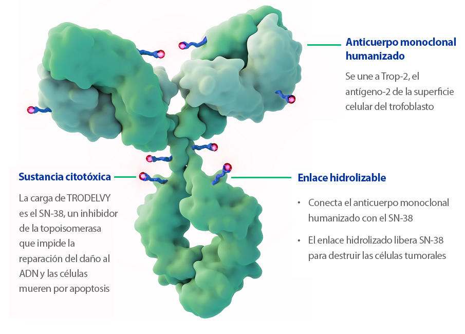 Imagen de una estructura verde en forma de «Y» con espirales azules que terminan en puntos rosas.