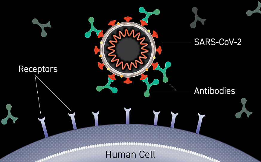 Computer graphic of green Y-shaped antibodies attached to the outside of a cross-section of a virus. The edge of a human cell is shown below, with no interaction between the virus and the human cell.