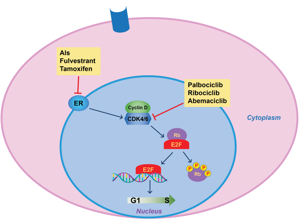 graphic of the mode of action of CDK4/6 inhibitors