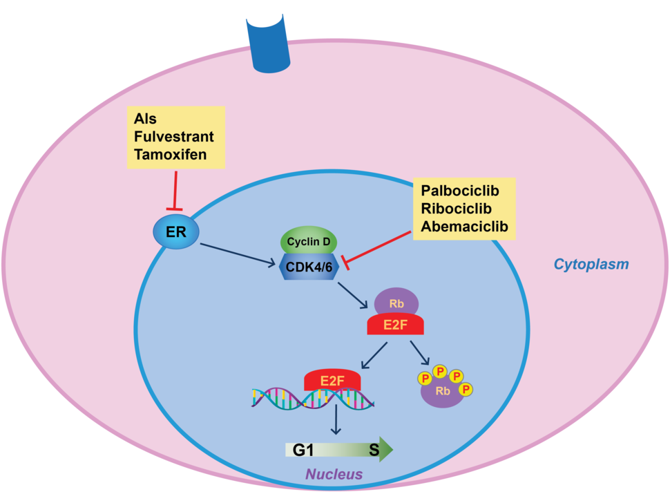 Ribociclib Improves Survival in Advanced Breast Cancer - NCI