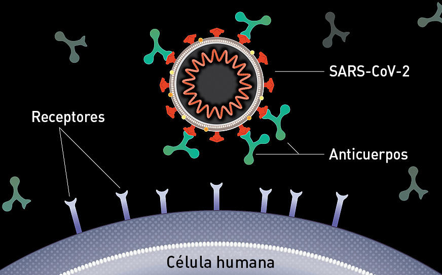 Gráfico de computadora de anticuerpos verdes en forma de Y adheridos al exterior de una sección transversal de un virus. El borde de una célula humana se muestra a continuación, sin interacción entre el virus y la célula humana.