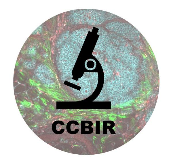 Representative image for the Cellular Cancer Biology Imaging Research (CCBIR) of a image of the tumor microenvironment overlayed with a microscope.