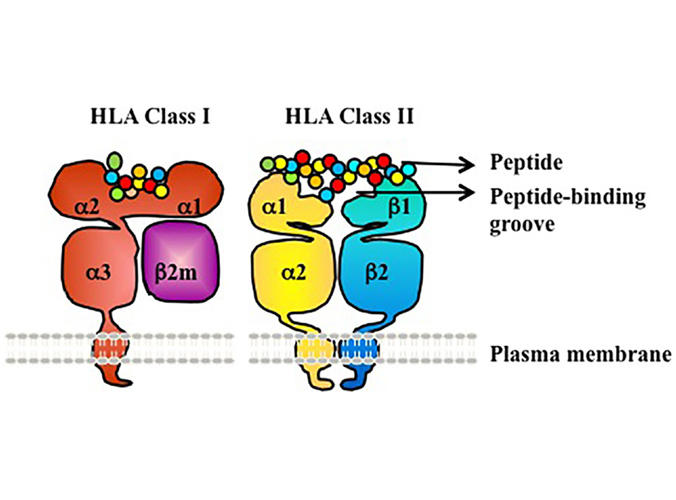 Illustration of HLA proteins presenting peptides on cell surface.