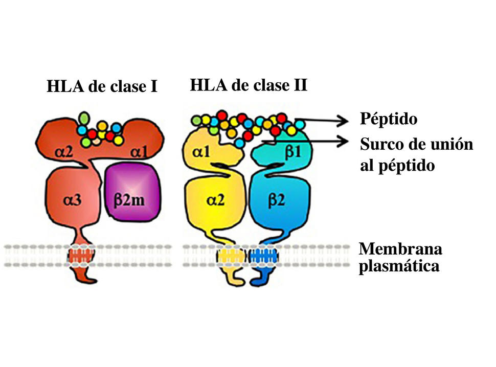Se observan las proteínas del antígeno leucocitario humano (HLA) en rojo, morado, amarillo y azul con péptidos (círculos pequeños) dentro de la célula.
