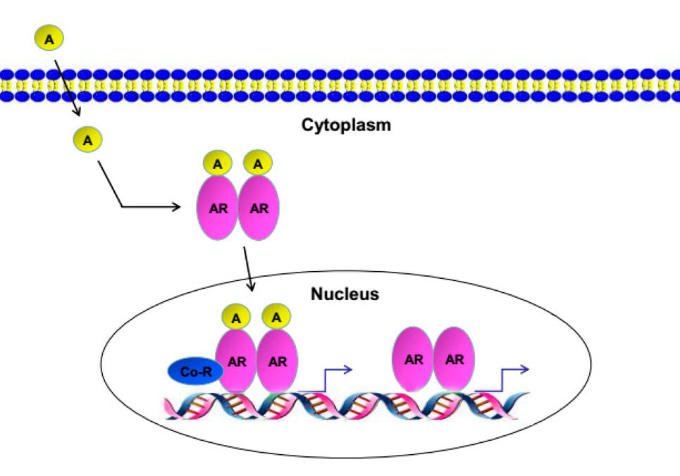 An illustration of androgen entering a cell and binding to the androgen receptor.