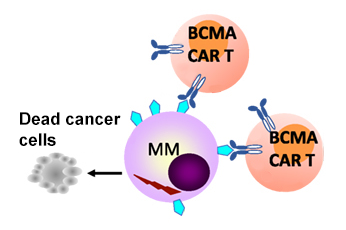 Two CAR T cells binding to a multiple myeloma cell