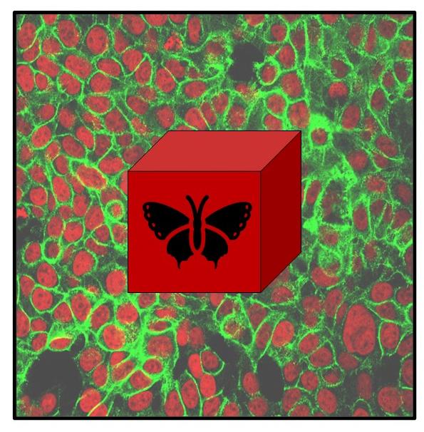 Image of colon cancer cells overlaid with a red box with a butterfly icon to represent "emergent properties"