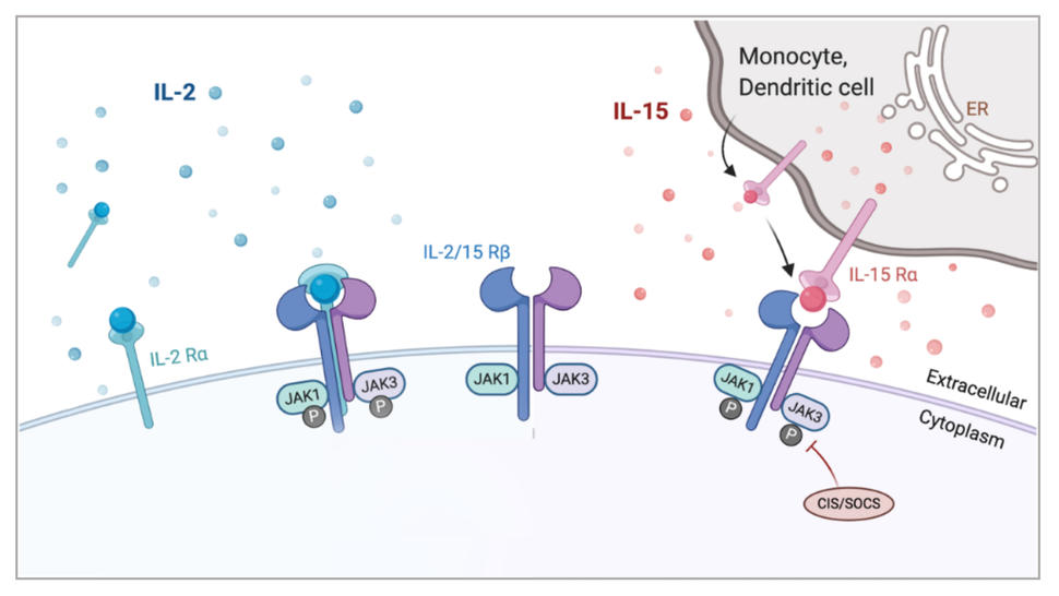 An illustration of IL-2 and IL-15 binding to cell surface receptors.