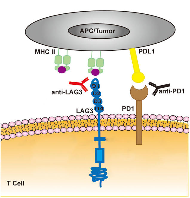 An illustration of the LAG-3 and PD-1 receptors being blocked by antibody drugs.