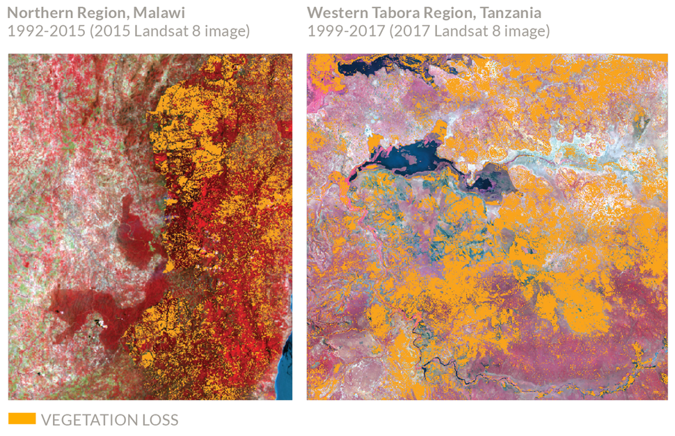 Arial view of vegetation loss due to tobacco cultivation.