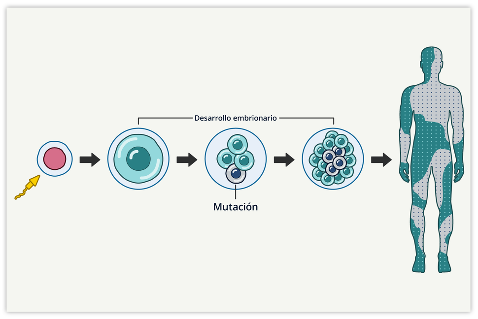 Gráfica en la que se muestra la fertilización y las distintas etapas del desarrollo de embriones formados por células verdes. Hay una etiqueta de mutación en una célula gris, que está en una etapa más tardía. Hay una flecha que apunta a una figura humana coloreada en mosaicos verdes y grises.