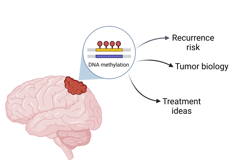 Graphic of a brain with a red tumor on the upper part. A magnifying bubble shows DNA strand with dots on top, labeled DNA methylation. Arrows emanating from the bubble say "recurrence risk," "tumor biology," and "treatment ideas."