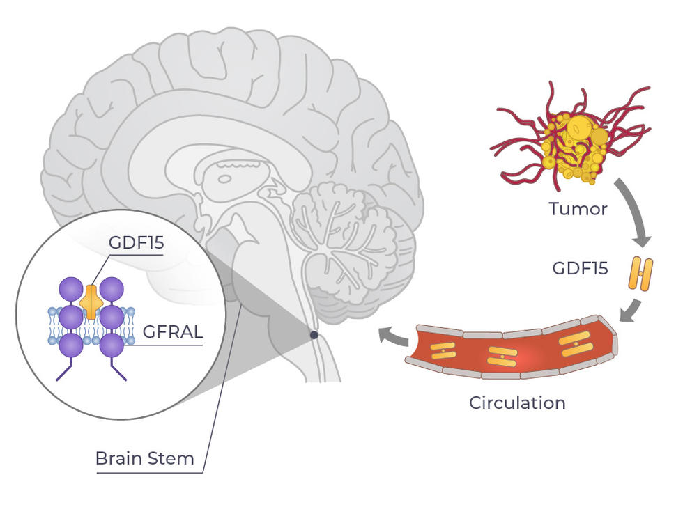 An illustration of GDF15 moving from the tumor to binding with GFRAL in the brain.