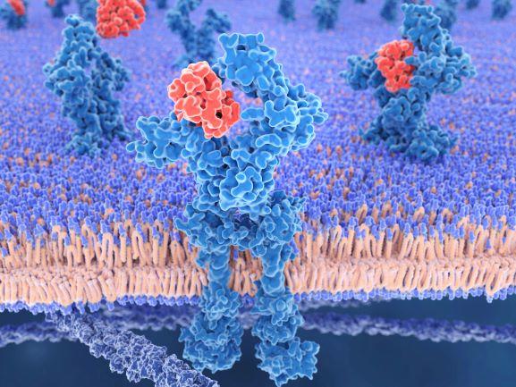 an illustration of a cytokine, shaded in red, binding to its receptor, shaded in blue, on the surface of a cell.