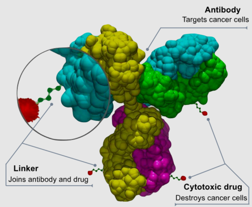 Un dibujo de la estructura de un conjugado de anticuerpo y fármaco