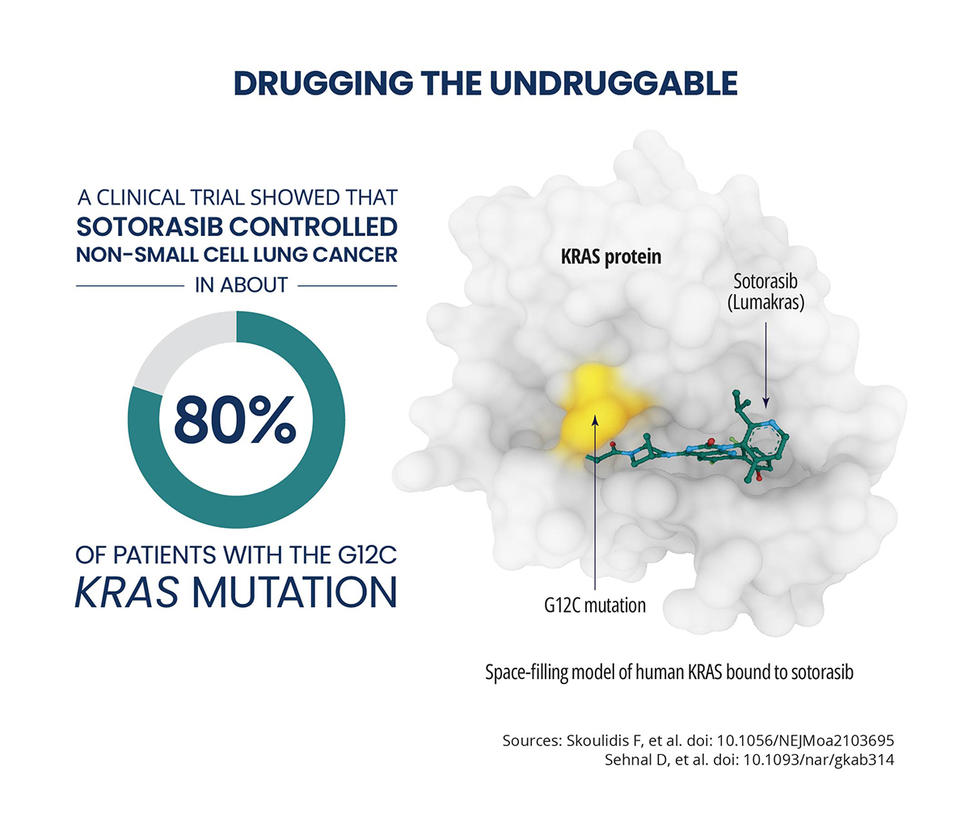Image of factoid on the left side that says "A clinical trial showed that sotorasib controlled non-small cell lung cancer in about 80% of patients with the G12C KRAS mutation and a grey KRAS protein and Sotorasib (Lumakras) pointed out in green and blue and G12C KRAS mutation pointed out in yellow on the right side