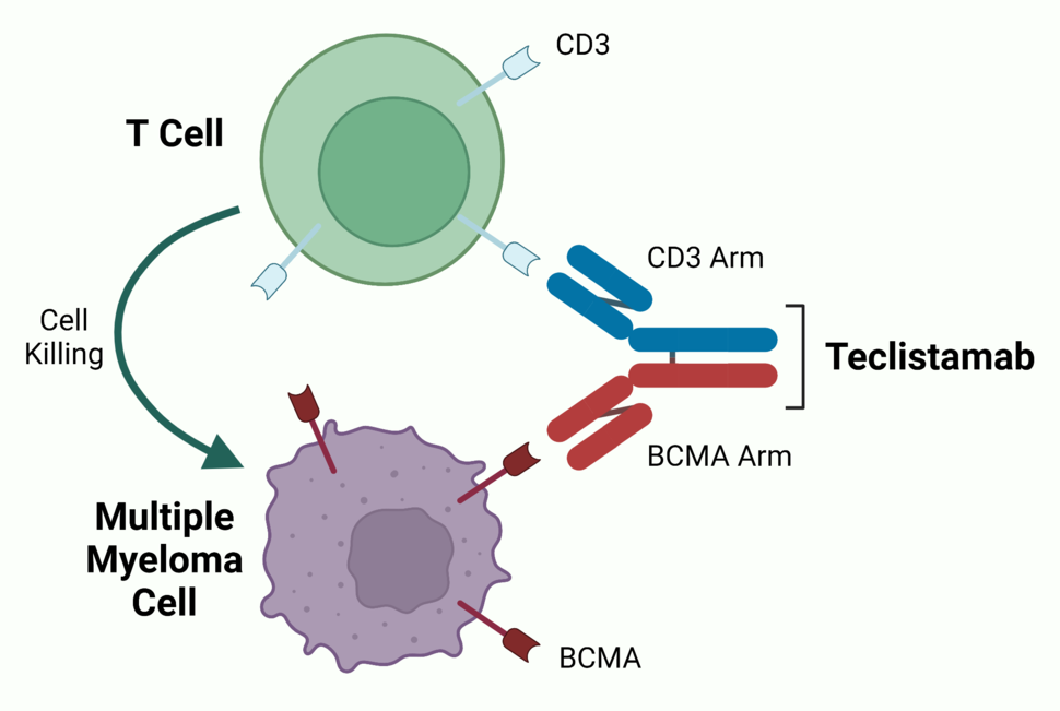 Diagram illustrating the mechanism of Teclistamab, a bispecific antibody. It connects a T cell to a multiple myeloma cell. This connection facilitates cell killing, as indicated by an arrow from the T cell to the myeloma cell.