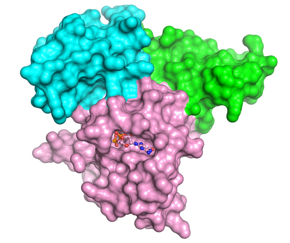 Illustration of RBD and CRD binding to an active KRAS-RAF1 complex